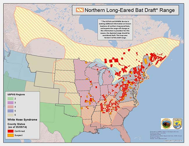 10 Tips To Spot The Northern Longeared Bat