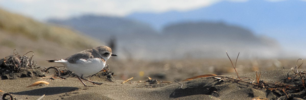 2. Critical Habitat Insights: Uncover Snowy Plover's Survival Strategies