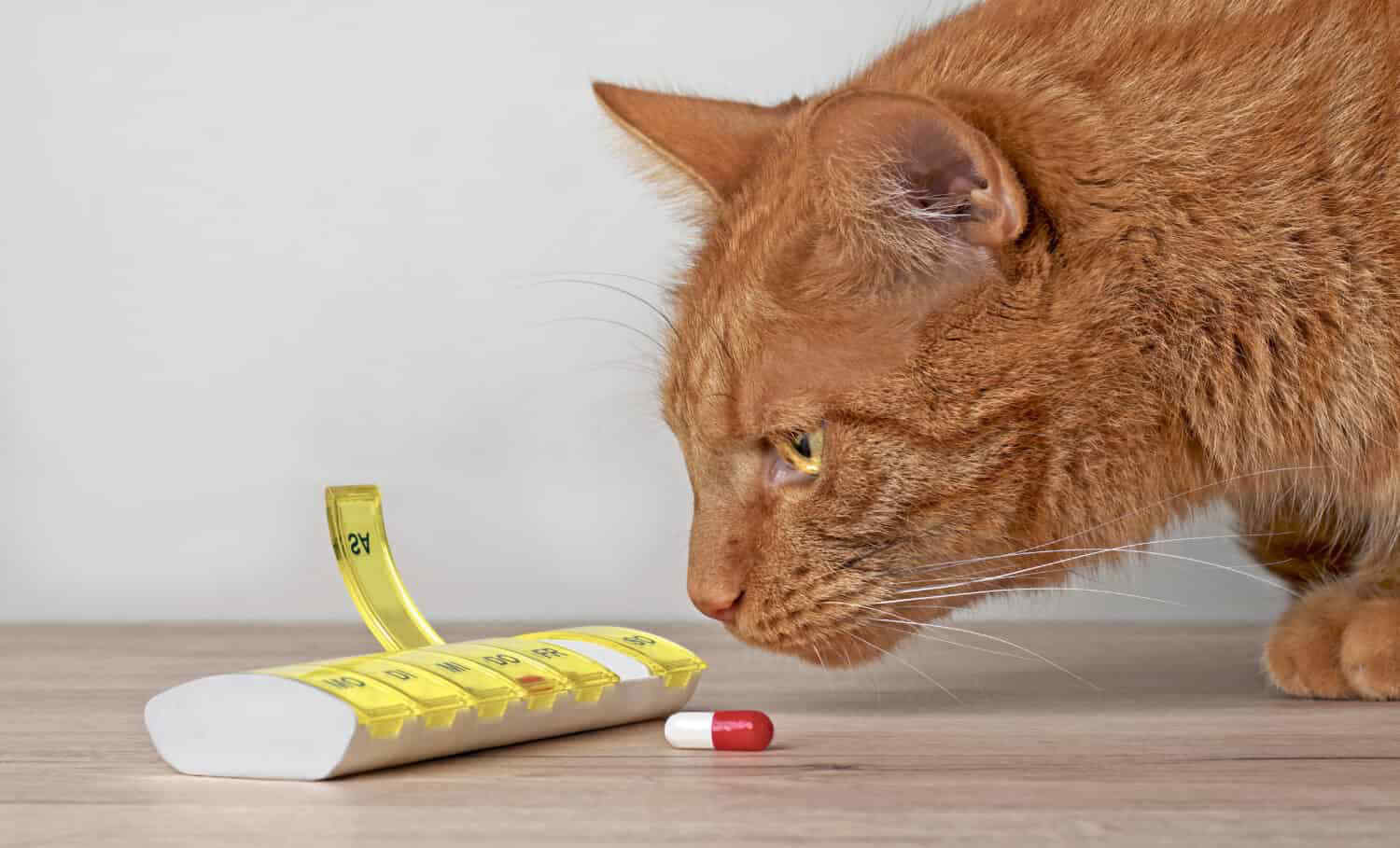 Clindamycin Dosage Chart For Cats Risks Side Effects Dosage And More