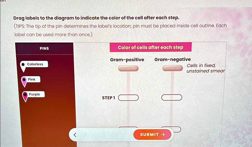 Drag Labels To The Diagram To Indicate The Color Of The Cell After Each