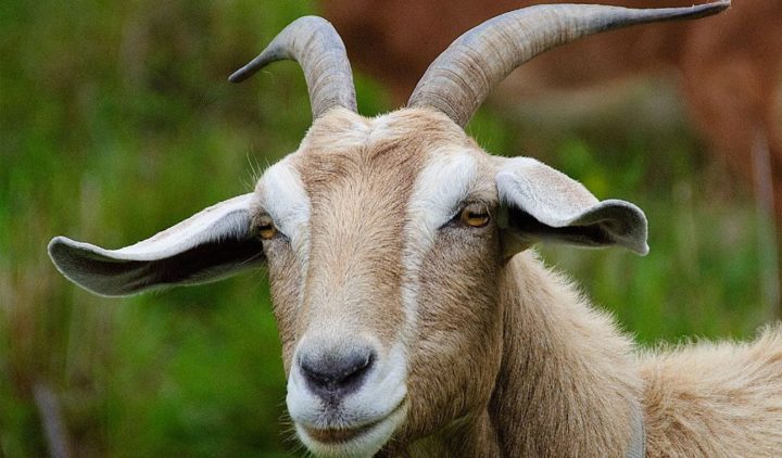 Goat Animal Facts A Z Animals