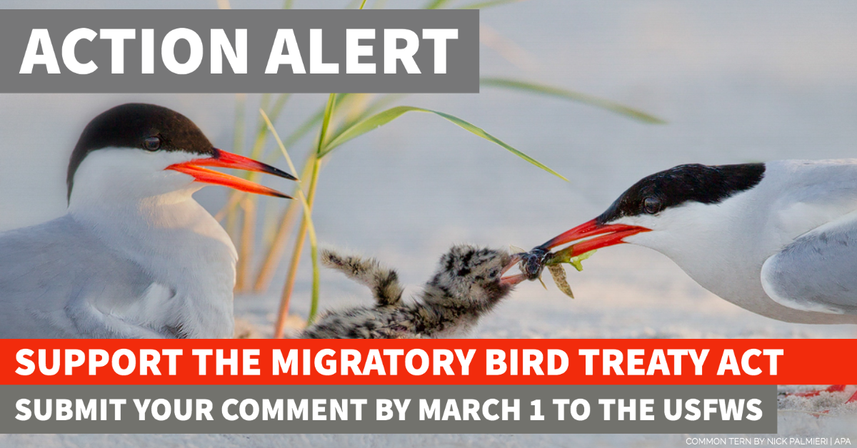 Migratory Bird Treaty Act Audubon