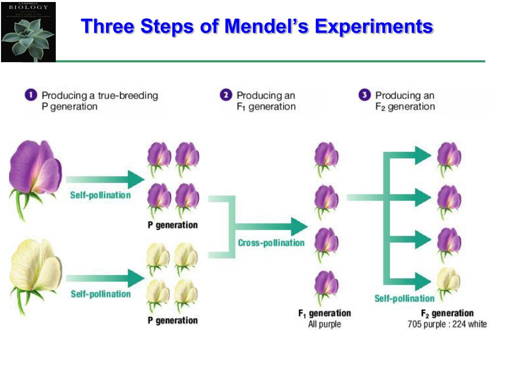 Ppt Outline The Experiments Carried Out By Gregor Mendel Powerpoint