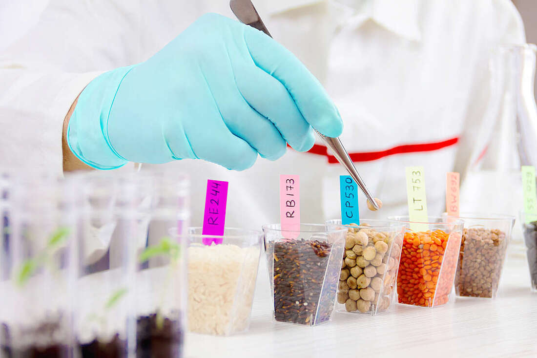 Some Bioengineered Food Contain Genetically Modified Organisms Gmo