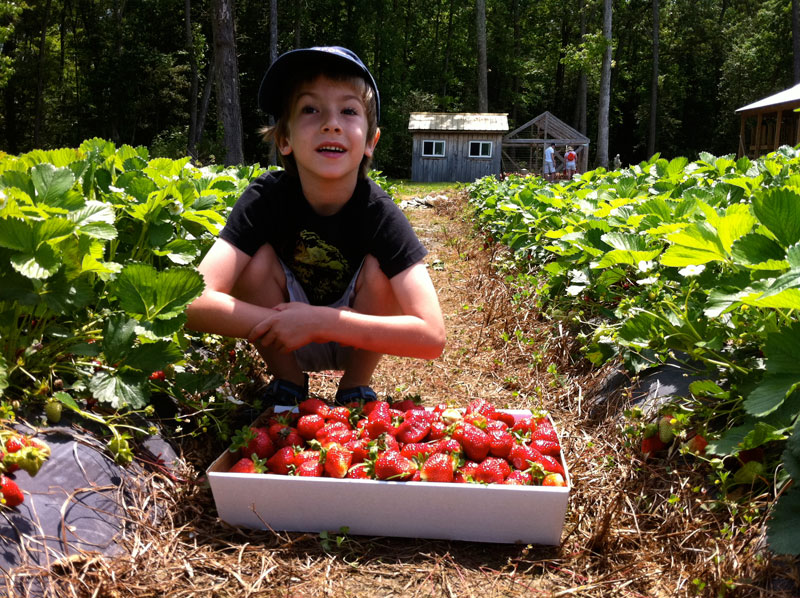 Take Your Pick This Strawberry Season Kidfriendly Dc