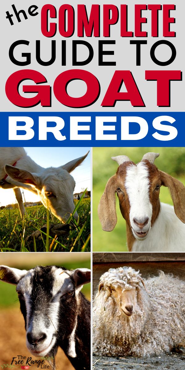 The Ultimate List Of Goat Breeds For Your Farm The Free Range Life