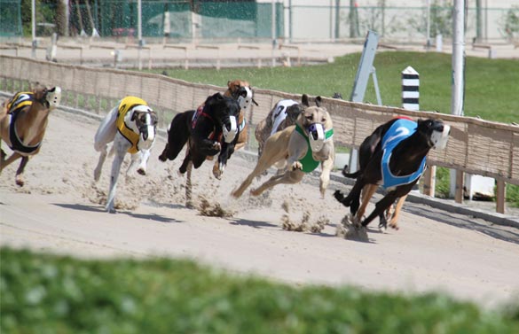 Uncovering The Unique Traits Of The Greyhound Breed Comprehensive Guide