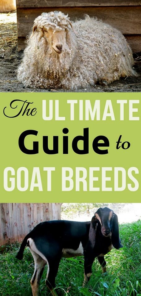 When To Choose A Goat Over An Og: The Ultimate Guide